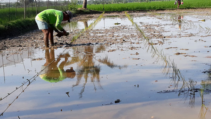 Pasokan Air Lancar, Petani Tanam Ulang