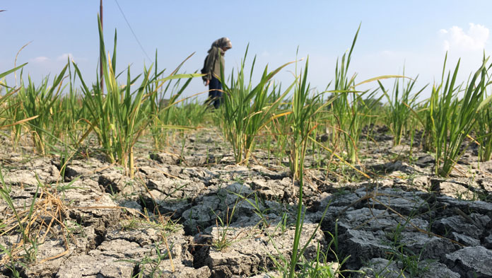 136 Hektare Sawah di Cirebon Gagal Panen