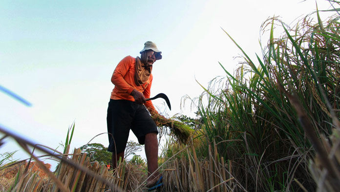 Harga Gabah Naik, Beras Stabil