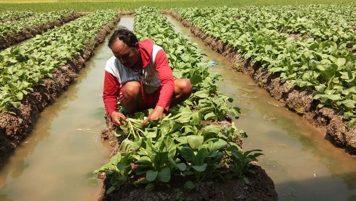 Tekan Biaya, Petani Bawang Tanam Sayur