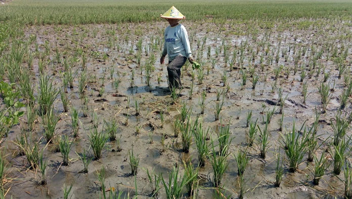 Petani Kabupaten Cirebon Terancam Gagal Panen, Ini Penyebabnya