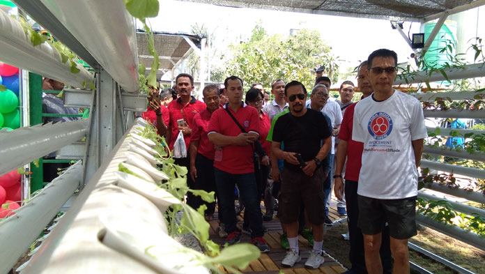 Keren, Eks Kolam Disulap Jadi Taman Hidroponik