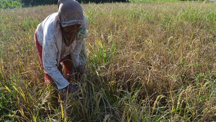 Hama “WBC” Serang Tanaman Padi Ketan Wilayah Anjatan