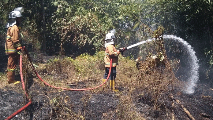 2 Hektare Hutan Caracas Kembali Terbakar