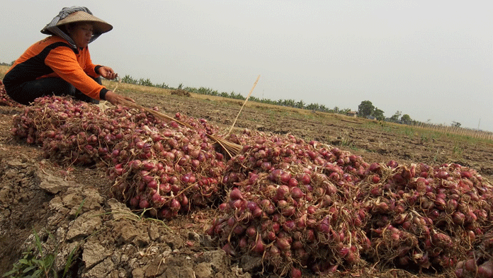 Petani Bawang Merah di Indramayu Rugi Dua Kali