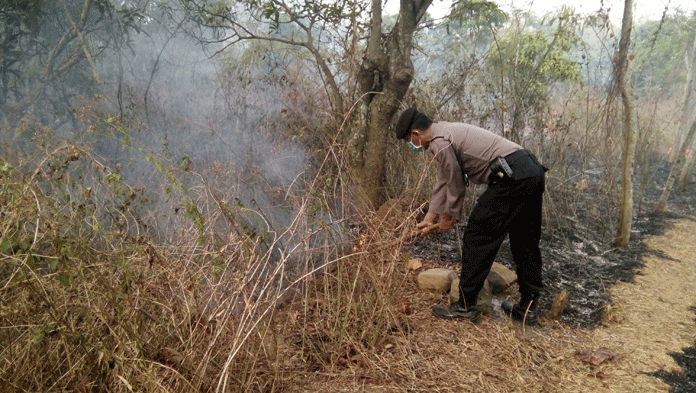 10 Hektare Hutan Plangon Terbakar