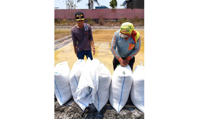 Terus Merosot, Harga Satu Karung Garam Hanya Rp50 Ribu