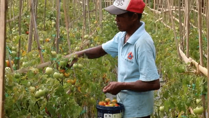 Harga Tomat Anjlok, Sekilo dari Petani Rp 1.000, di Pasar Rp 5.000