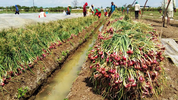 Harga Murah, Petani Bawang di Losari Migrasi ke Palawija