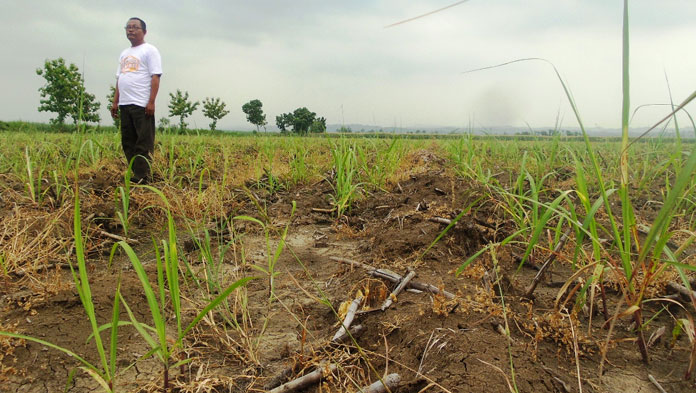 Biaya Garap Tebu Belum Turun, Petani Terpaksa Cari Pinjaman