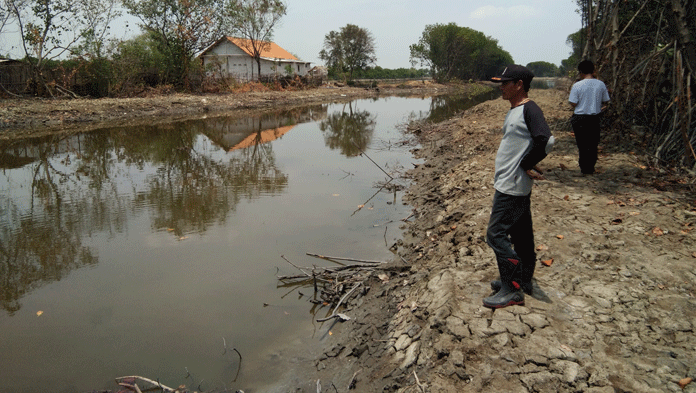 Normalisasi Sungai, Tebang Mangrove