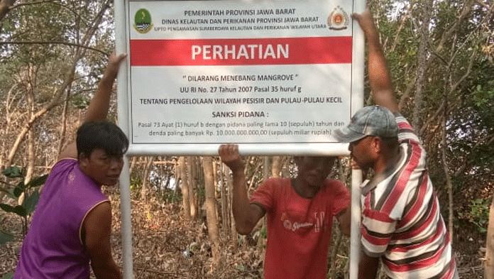 Sering Dibabat, Pasang Pelang di Hutan Mangrove