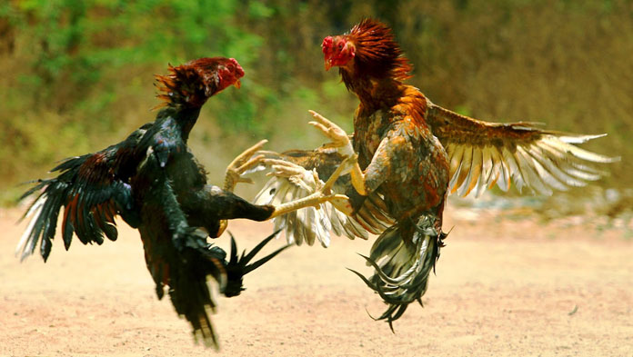 Kapolres Majalengka Tegaskan Penggerebekan Sabung Ayam Sudah Sesuai SOP