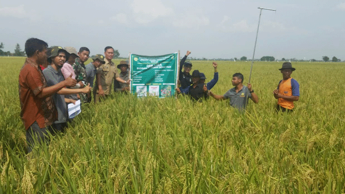 Panen Padi Dem Area Capai 8,8 Ton/Ha