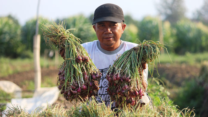 Petani Bawang Merah Kabupaten Cirebon Menjerit di Tengah Ketimpangan Harga