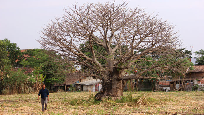 Aktivis Minta Pemkab Cirebon Area Sekitar Kitambleg Jadi Hutan Kota