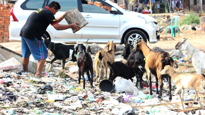 Rentan Penyakit, Puluhan Kambing di Mundu Makan dari Sampah