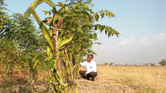 Dampak Kekeringan, Dua Hektare Buah Naga Gagal Panen