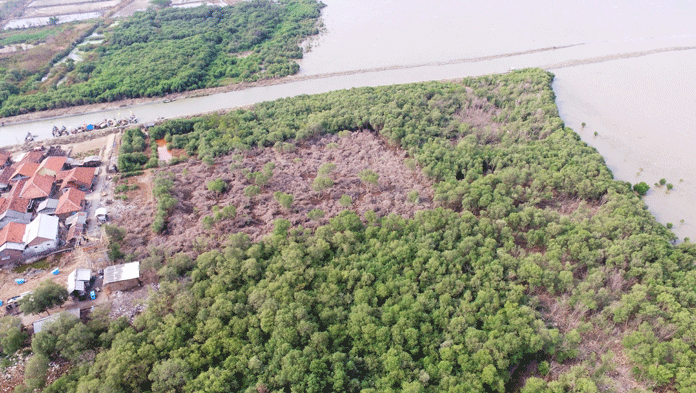 Hutan Mangrove Mundu Terancam Hilang