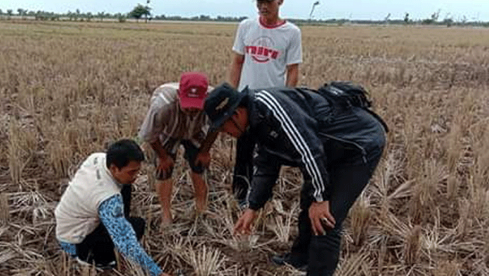 Wereng Batang Cokelat Berpotensi Serang Sawah