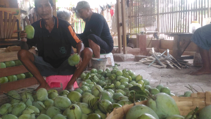 Panen Raya, Harga Mangga Cengkir Anjlok