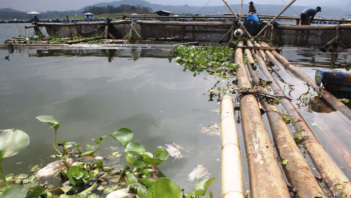 Ratusan Ton Ikan Waduk Darma Mati