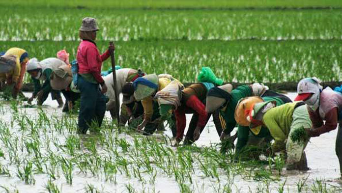 35 Juta Penduduk Indonesia Bertani, Namun Hasil Pertanian Minim