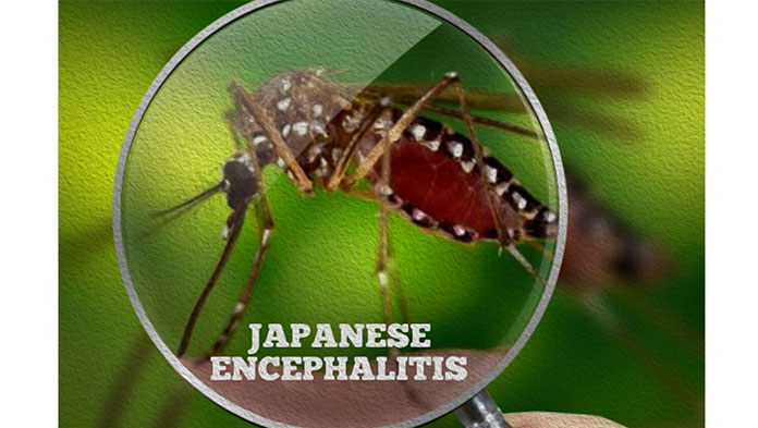 Kemenkes Bantah Ada Wabah Japanese Encephalitis di Bali