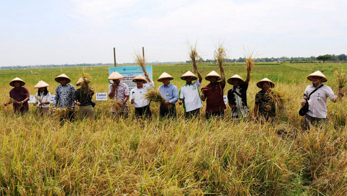 BI Dorong Petani Tingkatkan Produksi Padi