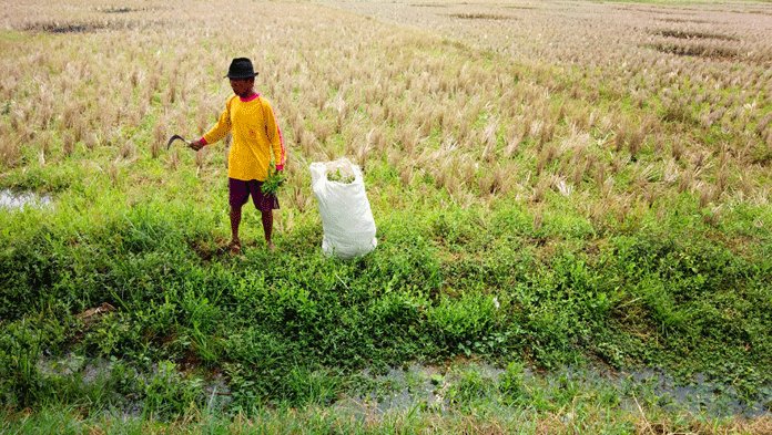 Air Belum Normal, Petani Enggan Garap Lahan