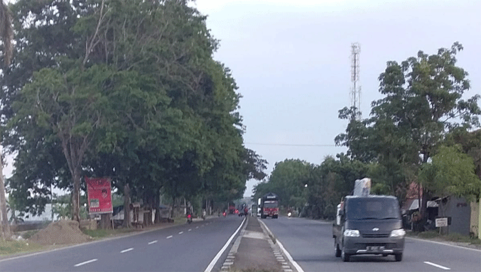 Waspada, Jalan Pantura Rawan Pohon Tumbang