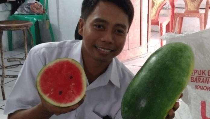 Lebih Manis, Petani Pilih Tanam Semangka Inul