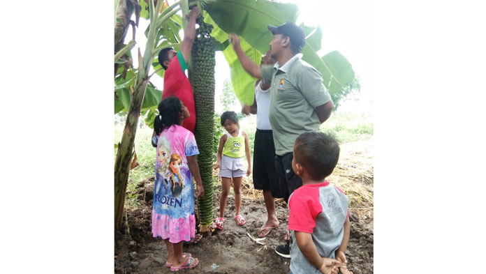 Unik, Pisang Bertandan Panjang, Jumlah Buahnya Seribu Lebih