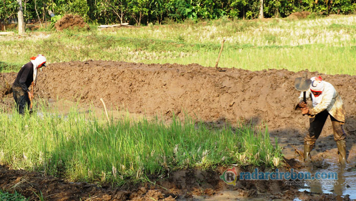 Miris, Lahan Pertanian di Kabupaten Cirebon Terus Berkurang