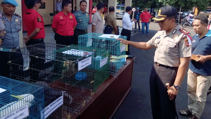 Polisi Bongkar Sindikat Jual Beli Satwa Langka