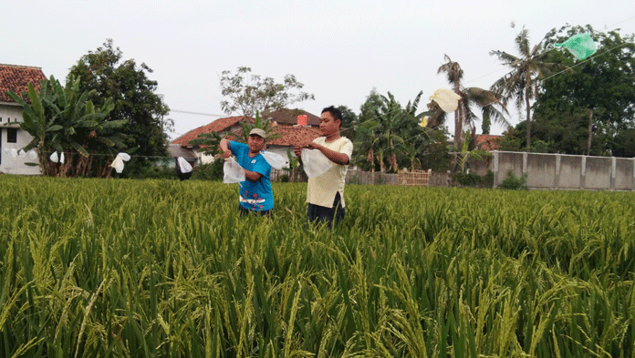 Serangan Burung Bikin Resah Petani