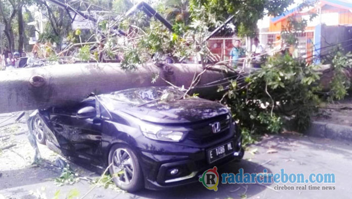Waspada! 2 Ribu Pohon Peneduh di Kota Cirebon Rawan Tumbang