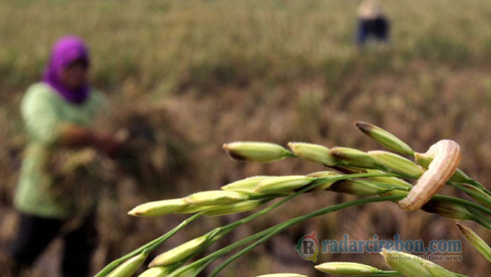 Gawat! Ulat Grayak Serang Tanaman Bawang, Bikin Ongkos Tanam  Naik