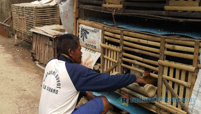 Walah, Puluhan Ayam Mati di Desa Winong Terkena Penyakit Snot