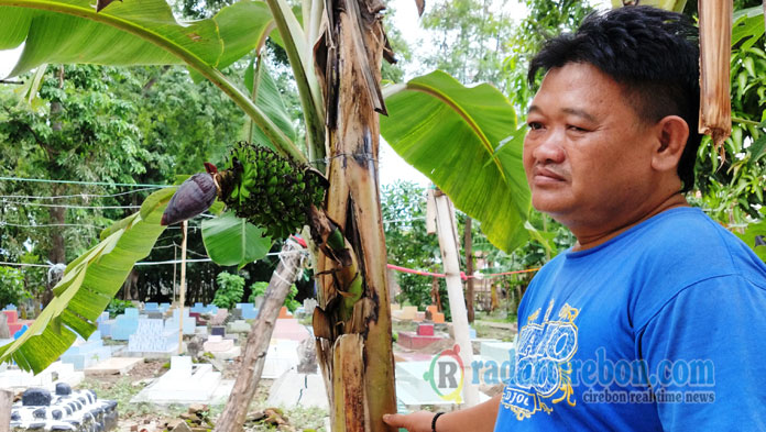 Geger, Pohon Pisang Aneh Berbuah di Tengah Batang