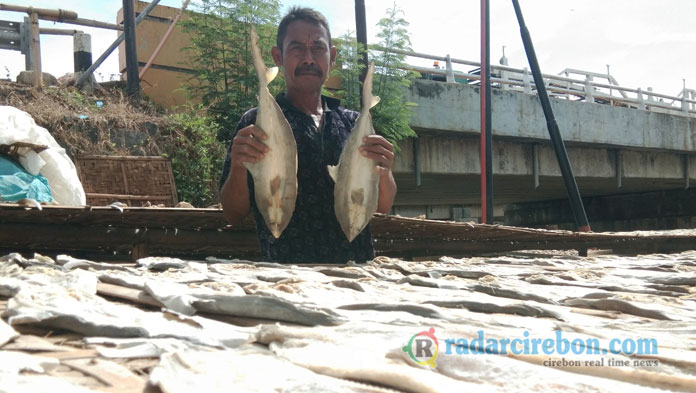 Cirebon Belum Mampu Pijahkan Benih Ikan Bandeng