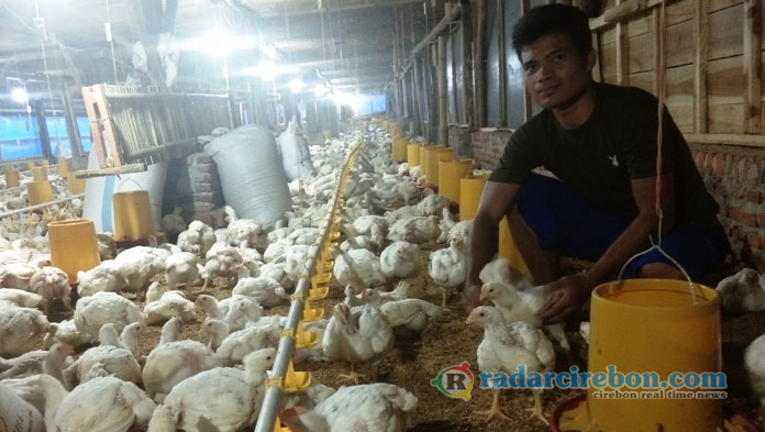 Ternak Ayam Punya Pasar Menjanjikan