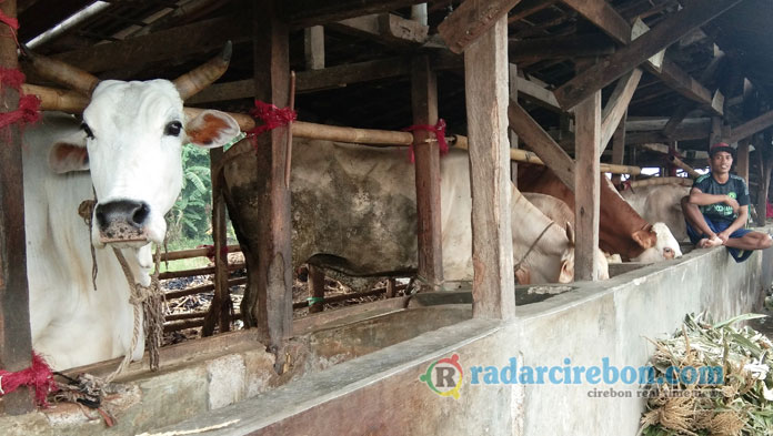 Pemasaran Lemah, Peternak Sapi Lokal Keluhkan Kebijakan Impor