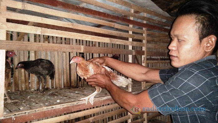 Aneh, Hanya Ayam Bantuan Kementan Banyak yang Mati Misterius