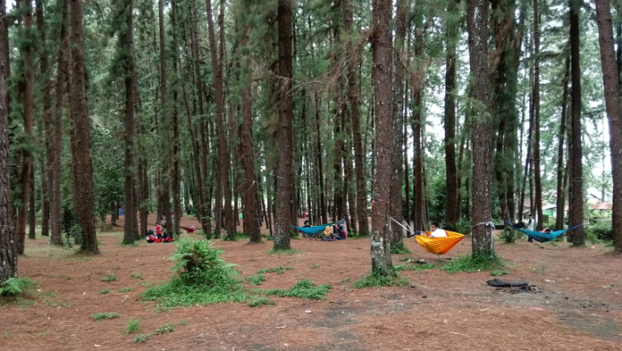 Menikmati Hutan Pinus di Kaki Gunung Ciremai