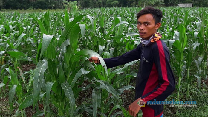 Petani Desa Wanasaba Kidul dan Kubang Sambut Panen Jagung