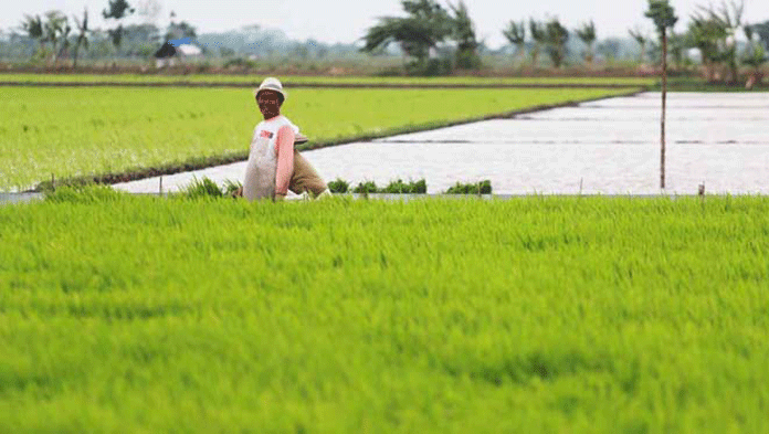 Lahan Pertanian di Kuningan Makin Susut