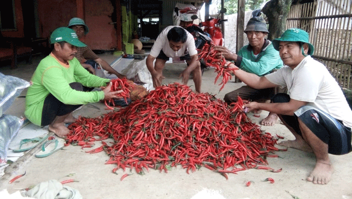 Kualitas dan Stok Pengaruhi Harga Cabai Merah