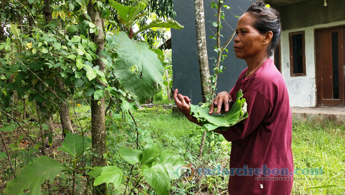 Begini Kisah Warga Desa Kedungbunder Pencari Daun Jati Lintas Daerah