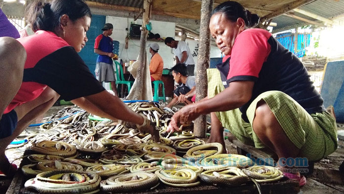 Musim Hujan Bawa Berkah Bisnis Ular, Bisa Kumpulkan 1 Ton Dalam Tiga Hari